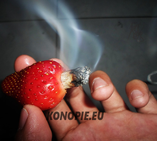 palenie-marihuany-z-truskawki-1a.jpg