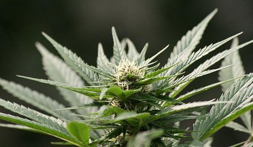 marihuana-600x350.jpg