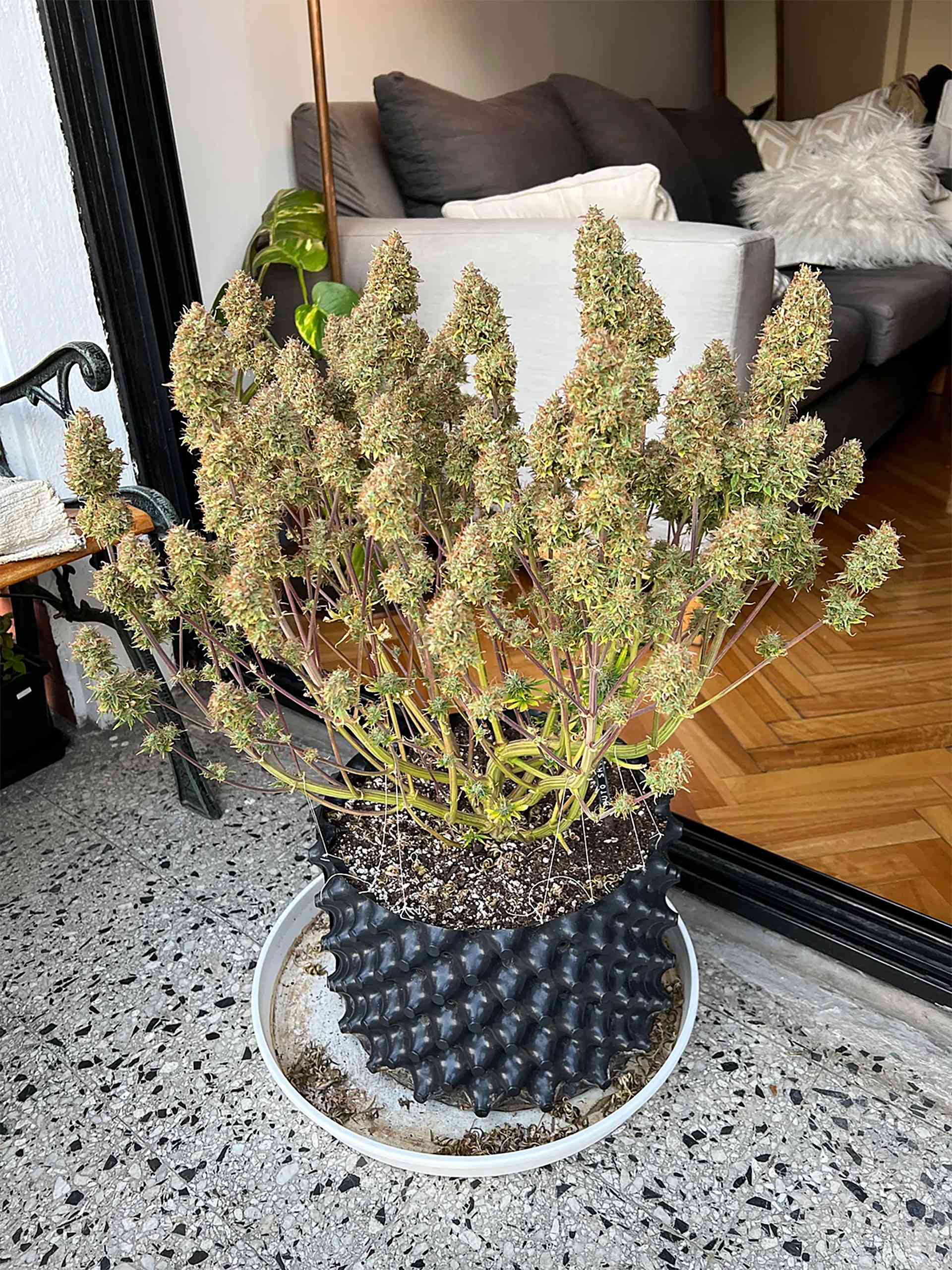 auto-skywalker-haze-dutch-passion-53018.jpg