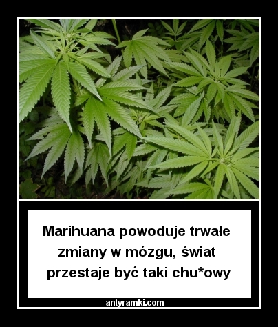 Marihuana powoduje trwałe zmiany w mozgu.jpg
