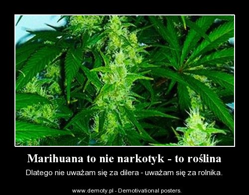 marihuana-to-nie-narkotyk-to-roslina.jpg
