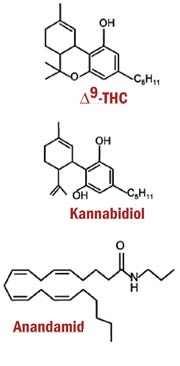 wplyw-kannabidiolu1.jpg